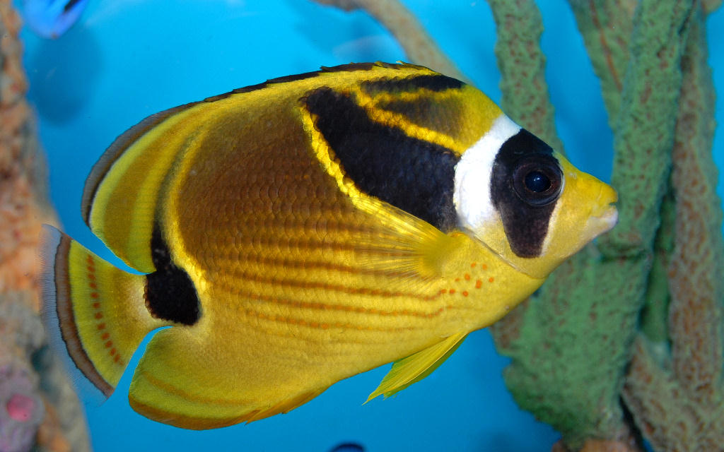 Chaetodon lunula (Pesce farfalla procione)